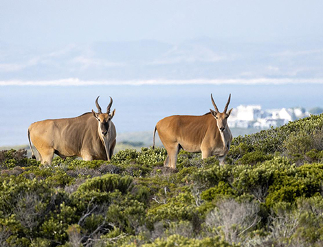 Romansbaai-Beach-Estate-Gansbaai