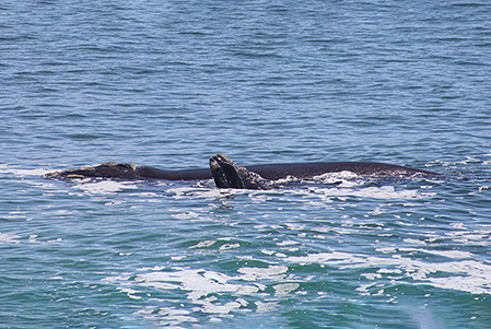 puresea-boutique-lodge-romansbaai-estate