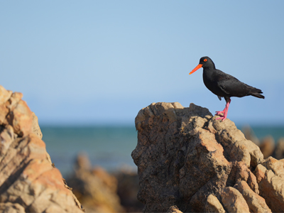 Romansbaai-Estate-Gansbaai